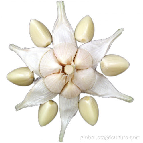China Fresh Chinese 6p Pure White Garlic Manufactory